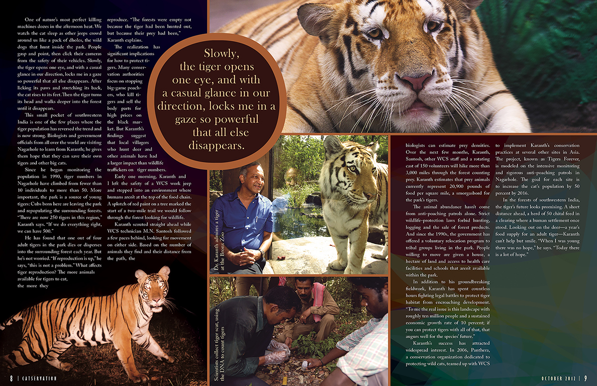 big cats Lions tigers snow leopards magazine layout magazine advertisement wildlife conservation
