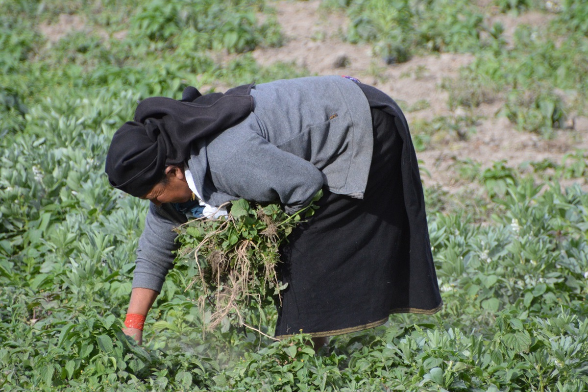 women development agriculture peru colombia Ecuador Guatemala Tanzania china