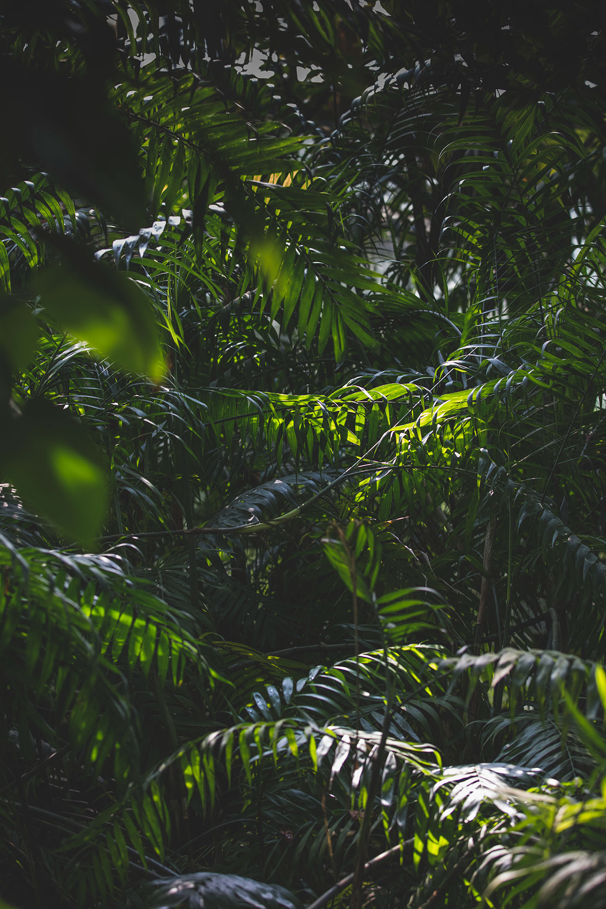 jungle leaves green plants leaf trees palm forest Amazon