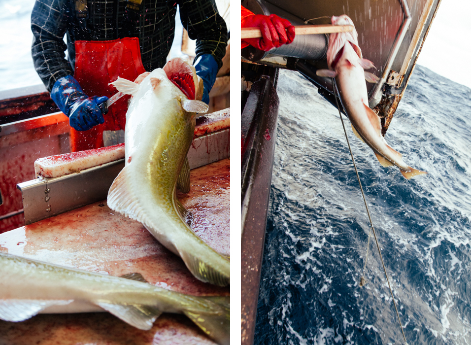 Arctic Cod commercial fishing fish fishing fishing boat iceland icelandic Line Fishing north Norwegian Sea Ocean sea winter