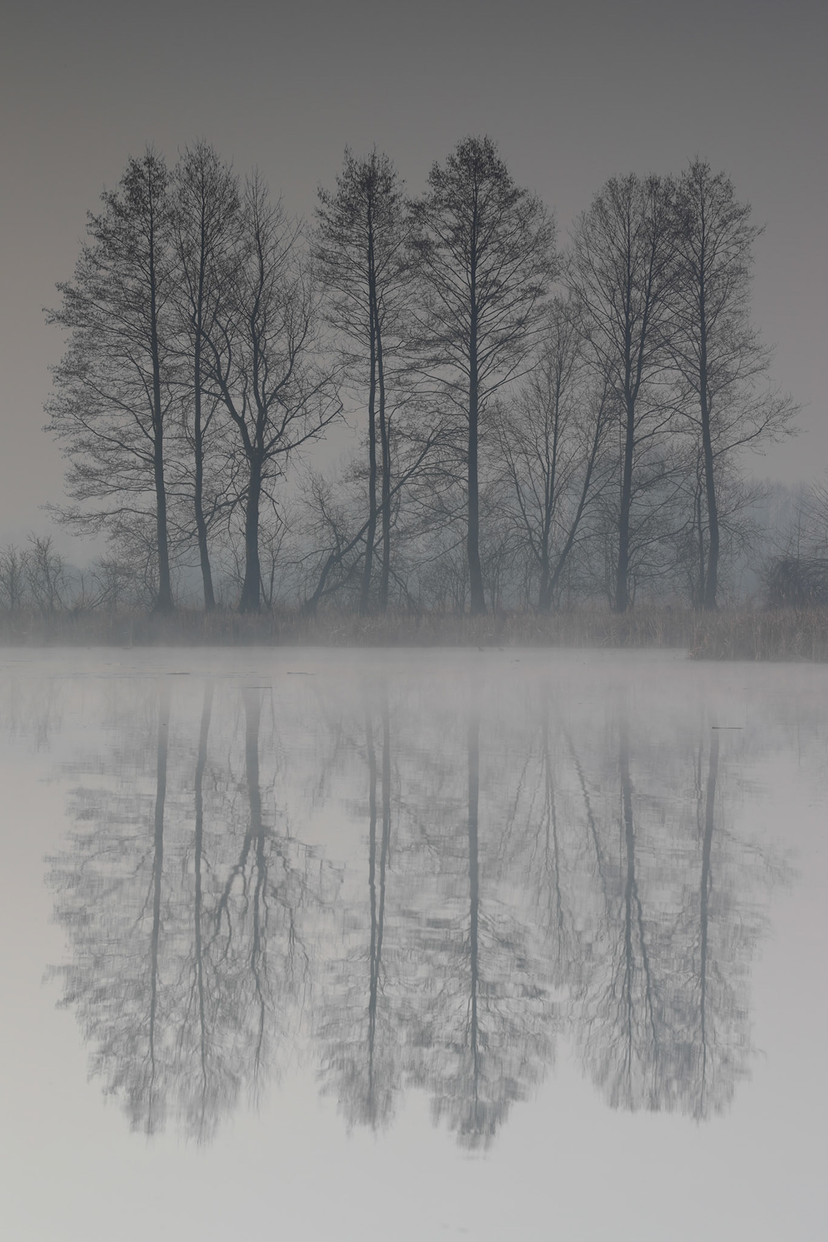 Canon fog Nature photographer Photography  reflection Tree 