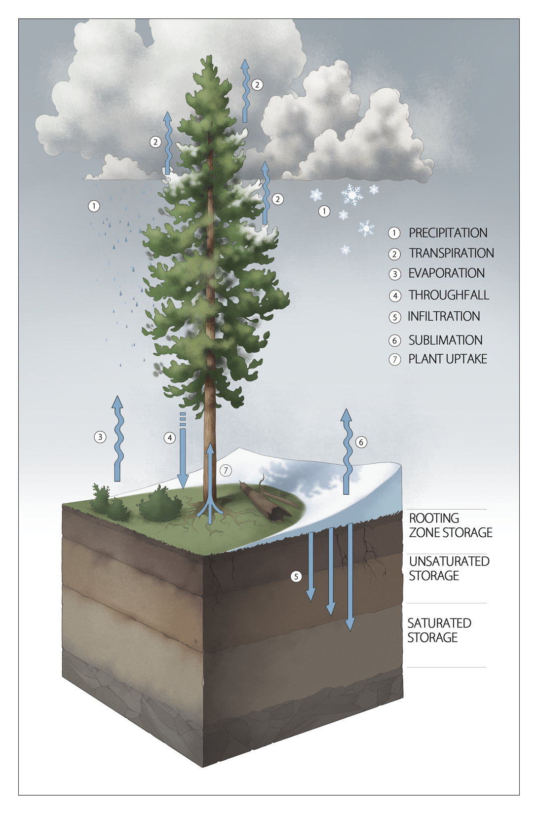 technical illustration scientific illustration noah kroese freelance illustration forestry Education educational communications print illustration