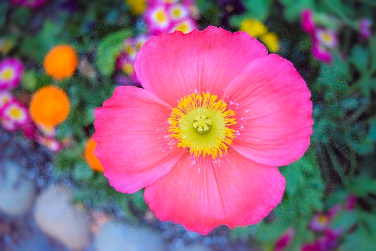 Flowers Nature Photography  bay area
