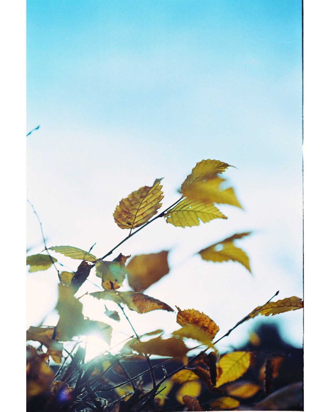 autumn analogue photography Roses leaves Nature fotografie Analogfotografie analogue nature autum