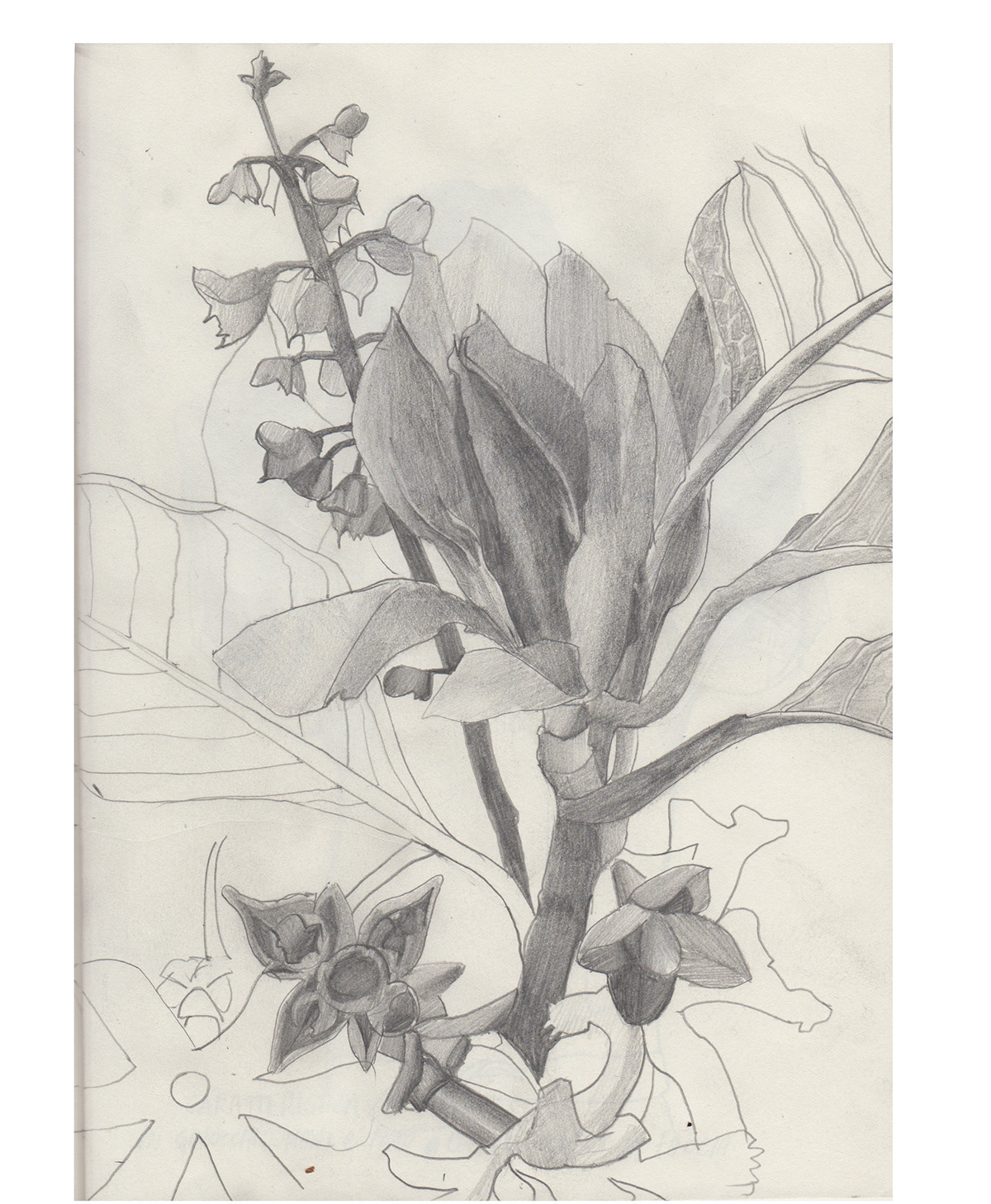graphite Flowers sacred holy draw sketches vegetals