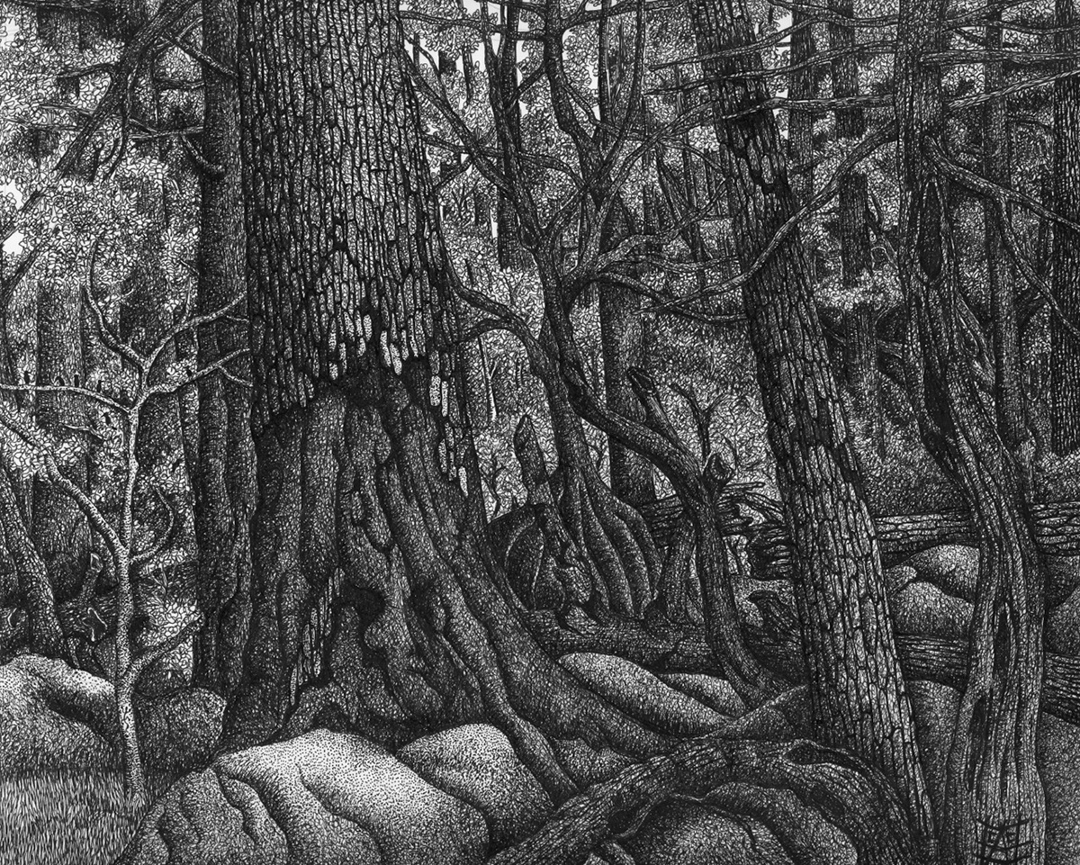 forest Forest Scenes Allocthonous trees penandink