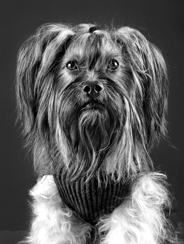 dog  Dogs portrait black and white dogs