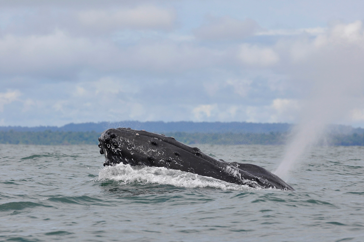 Ocean whales colombia humpback whales pacific ocean migration