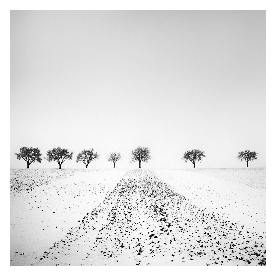 Gerald Berghammer | Trees in snowy Field, Winter, Weinviertel, Austria | Available for Sale