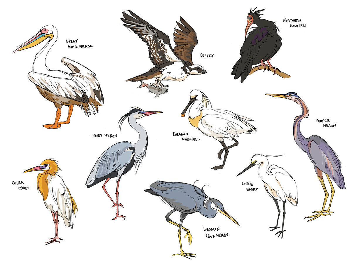ink digital birds sketching studies