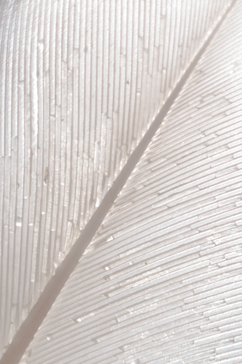 swan scandivania   finland feather White Beautiful  animal Nature macro Nikon D90 world soft waterlight  