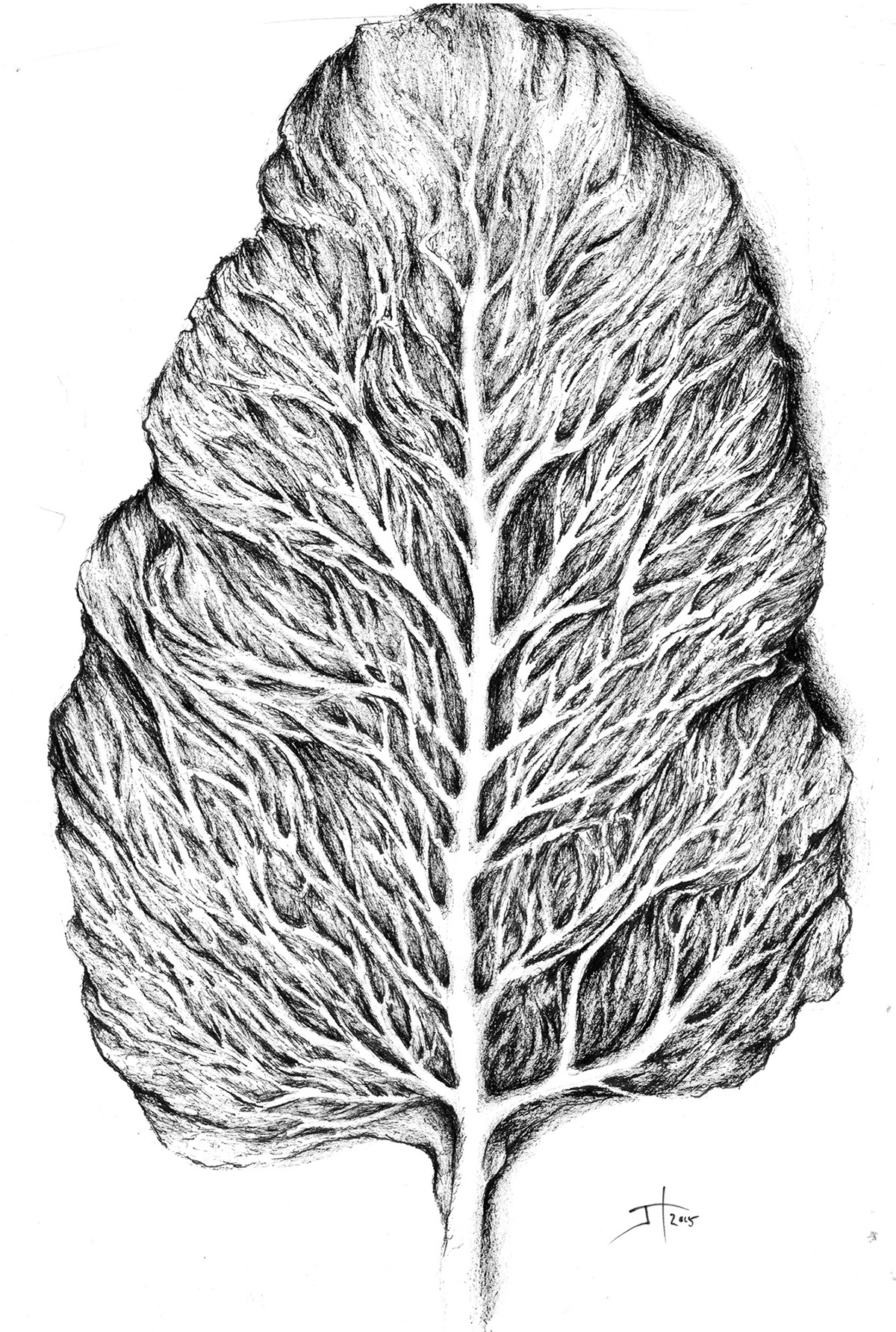 leaf Tree  ink sketch