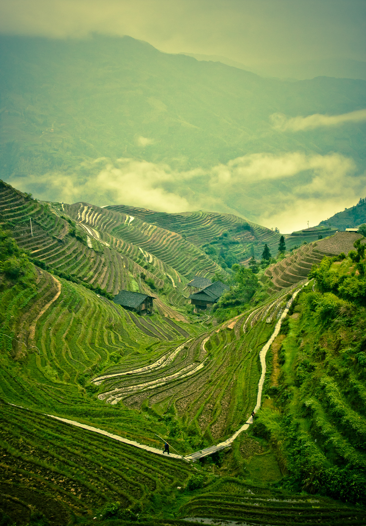 china longsheng fog mountain Rice terrace south longji fields light