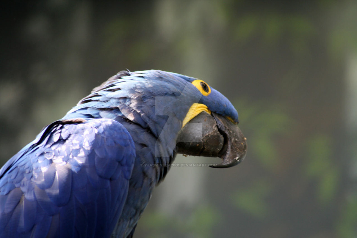 Amazon beak bird exotic feather hyacinth macaw parrot rainforest Tropical