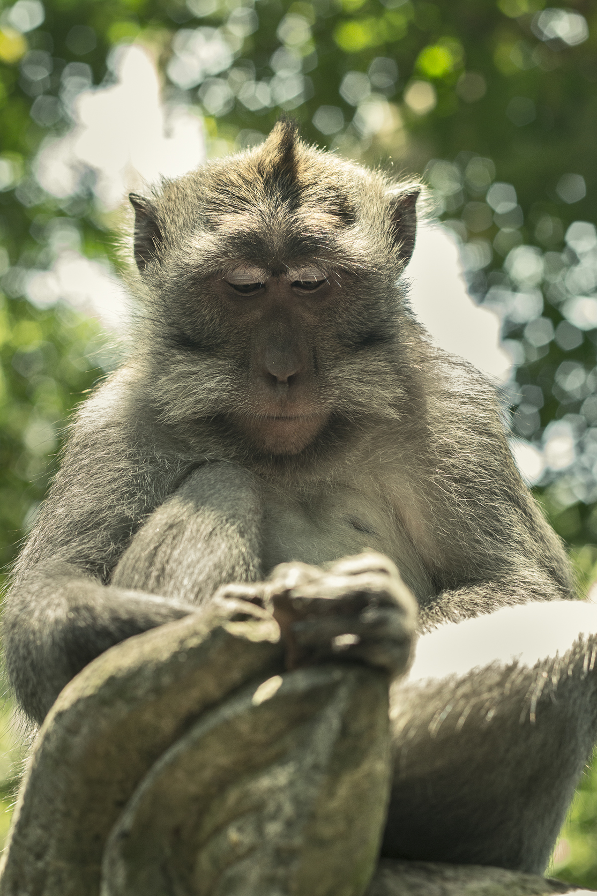monkey Portraiture portraits bali ubud forest