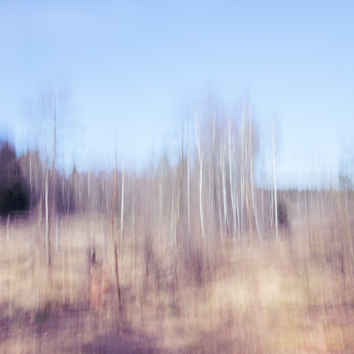 ICM Nature woods trees Landscape intentional camera movement Impressionist photography impressionism contemporary art