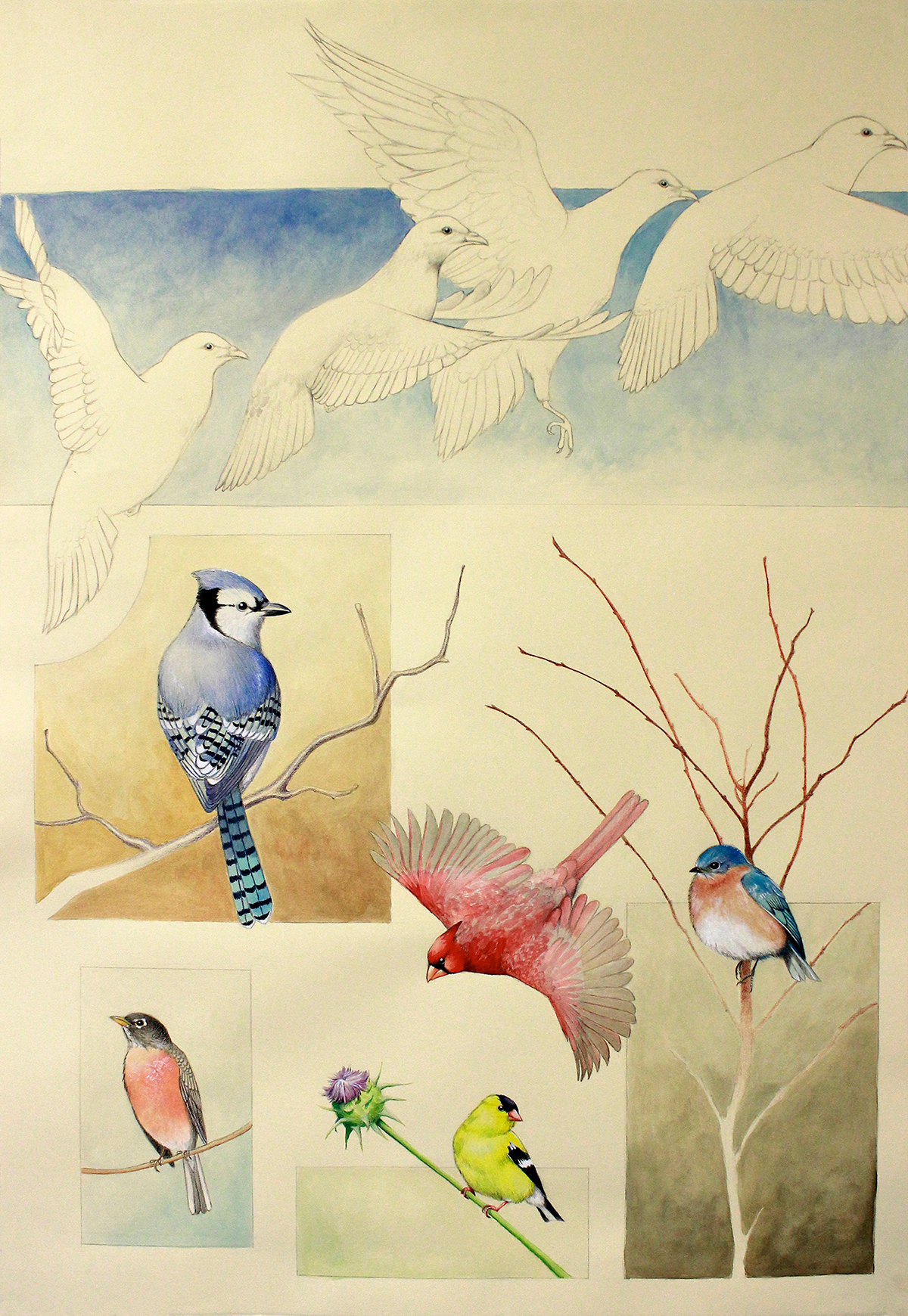 Nature taxidermy watercolor studies animals color pencil charcoal graphite