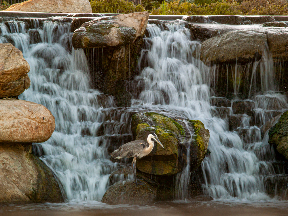 Nature Photography  water waterfall long exposure bird