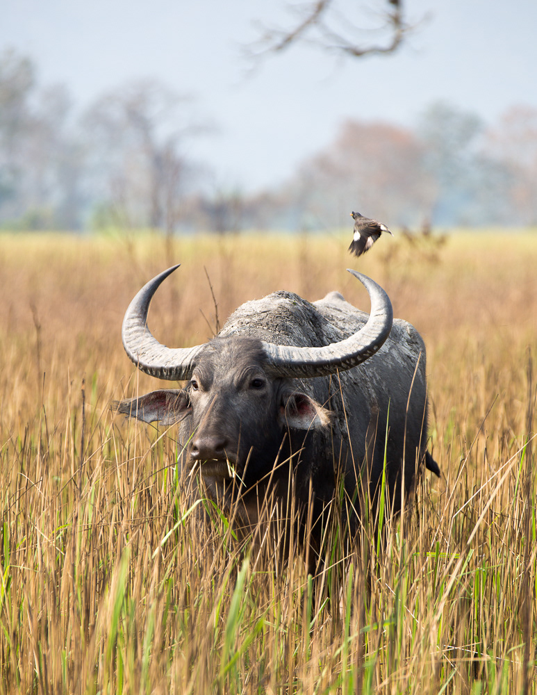 Rhino kaziranga India safari Canon John Rowell Adhocphotographer unicorn