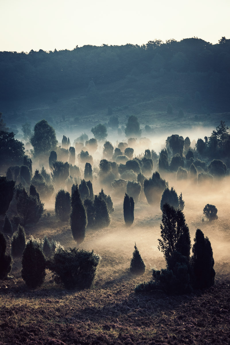 Landscape MORNING mood Photography  Nature fog