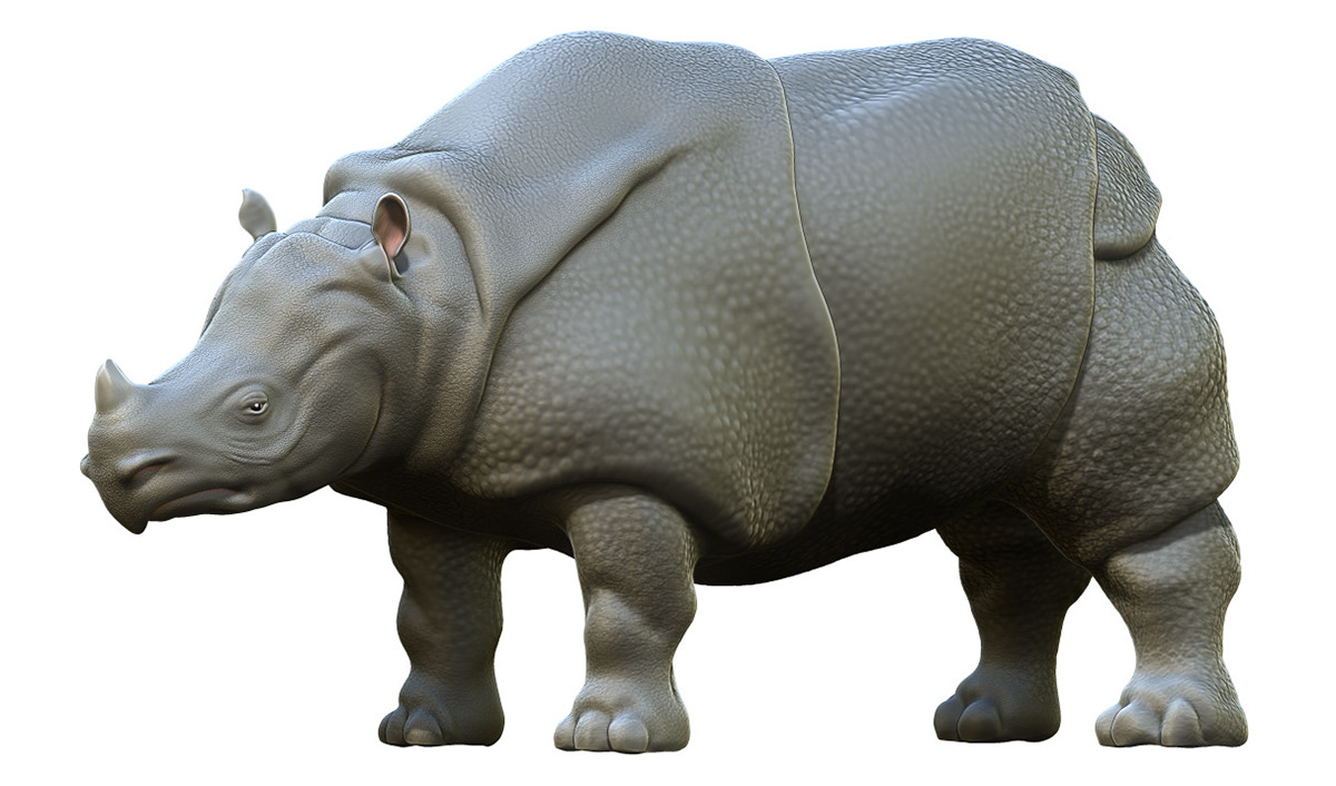 Rhino Rhinoceros badak infographic infographics infografis indonesia java Zbrush modelling 3D animal environment