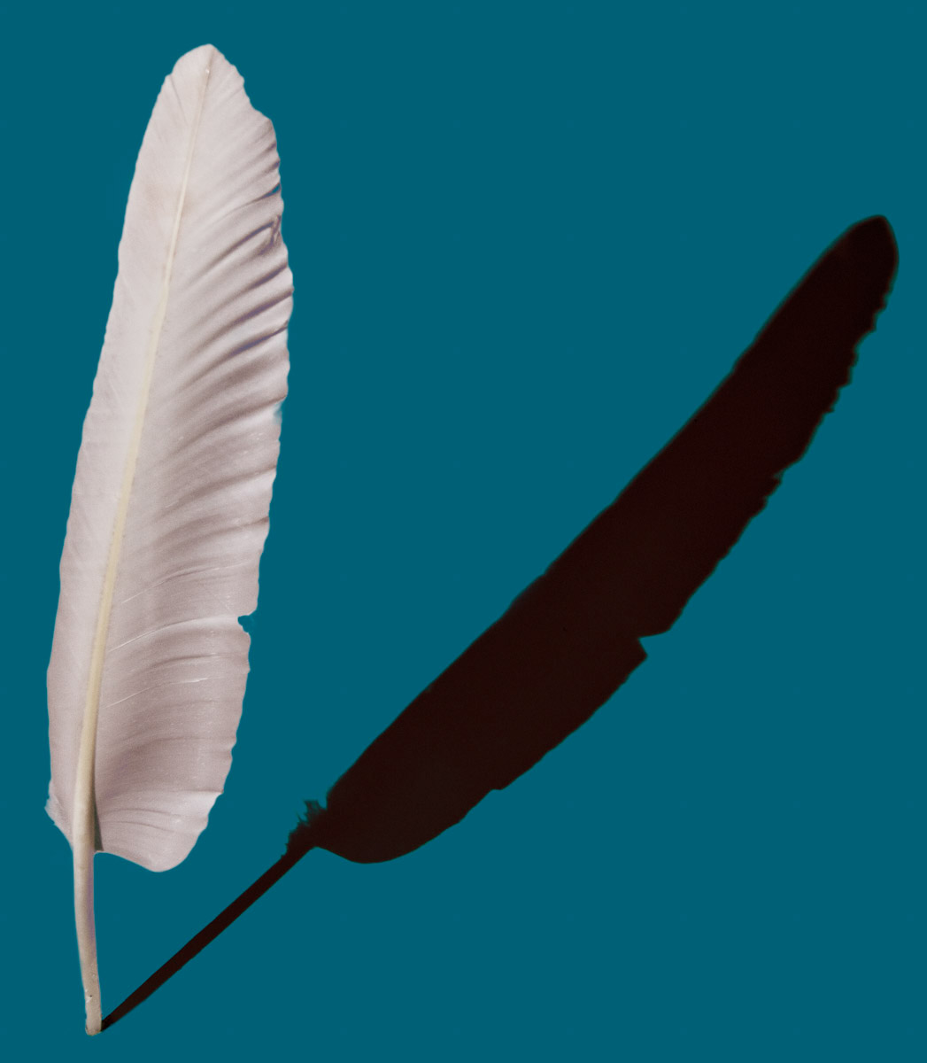 graphic feather swan