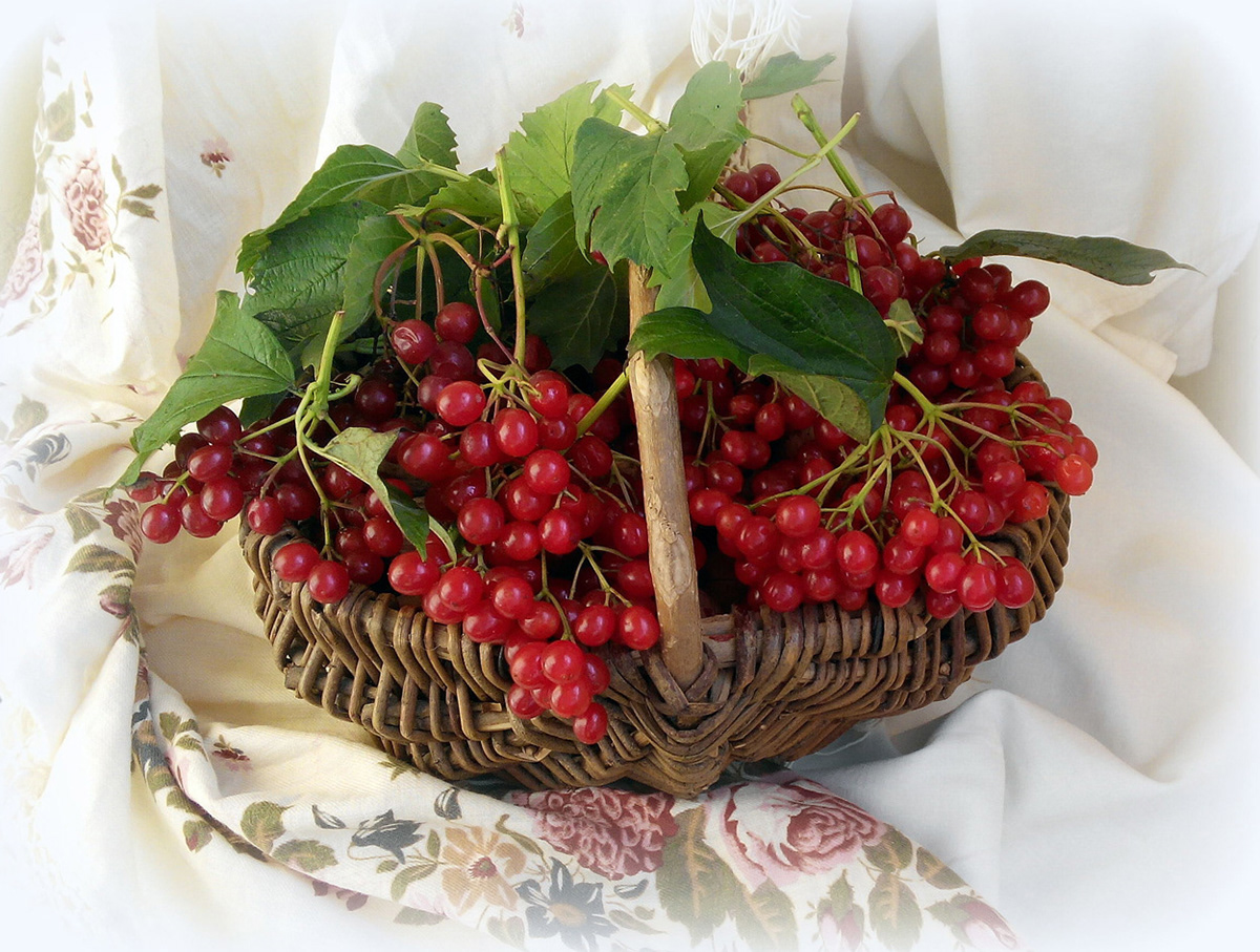 still life viburnum basket autumn berries