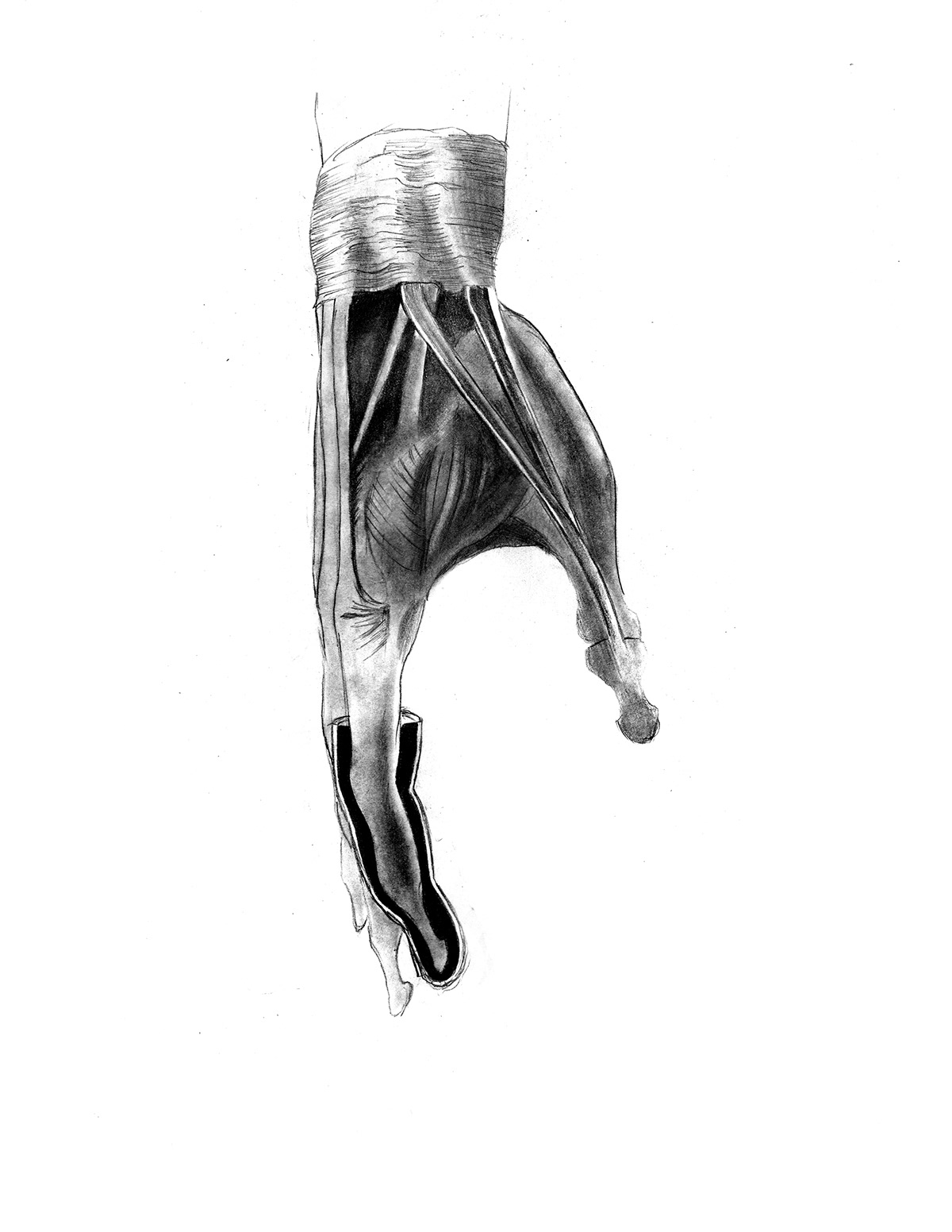 anatomy  human anatomy  life drawing  musculature  skeleton  skeletal #madethis  #marvel