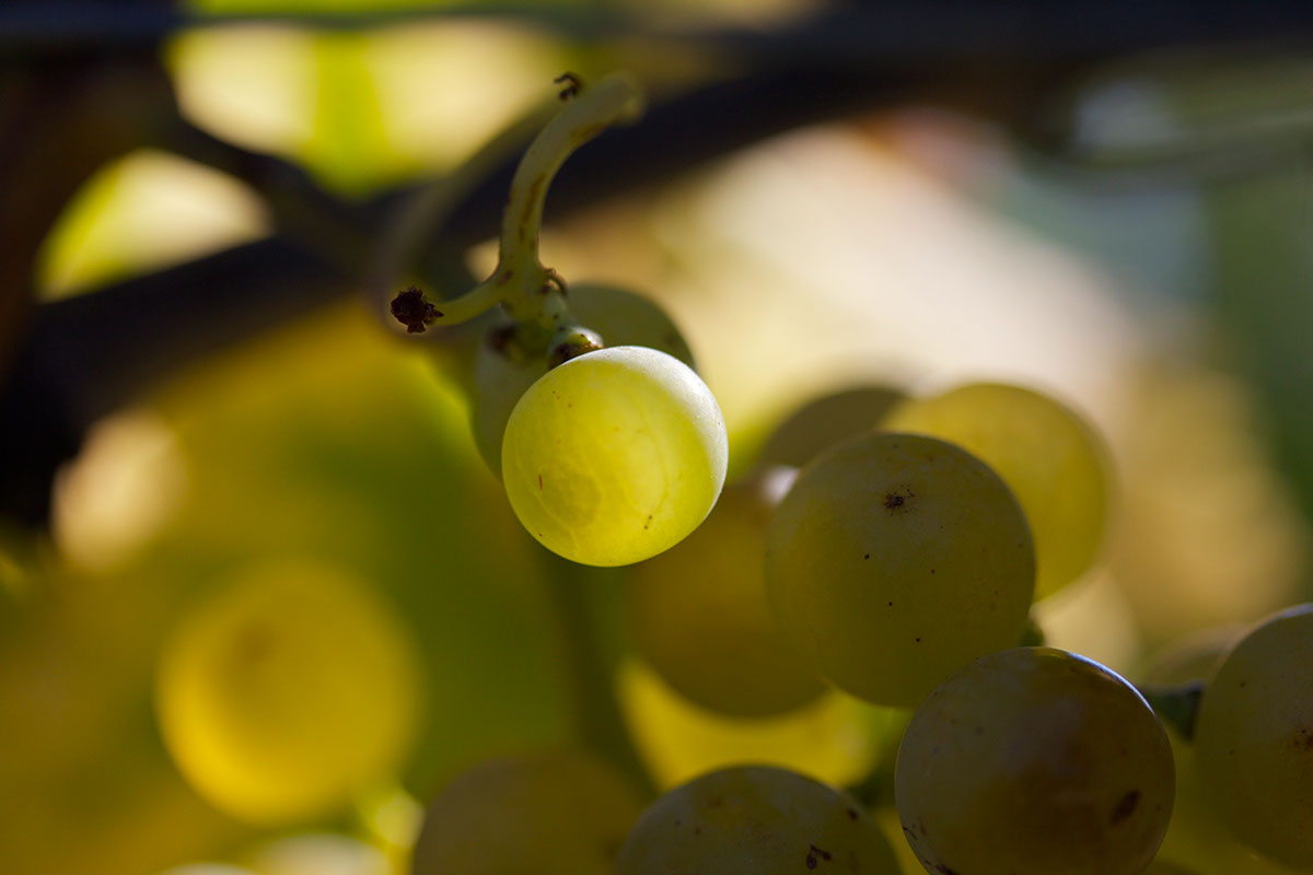 wine Vineyards Switzerland grapes wineleaves