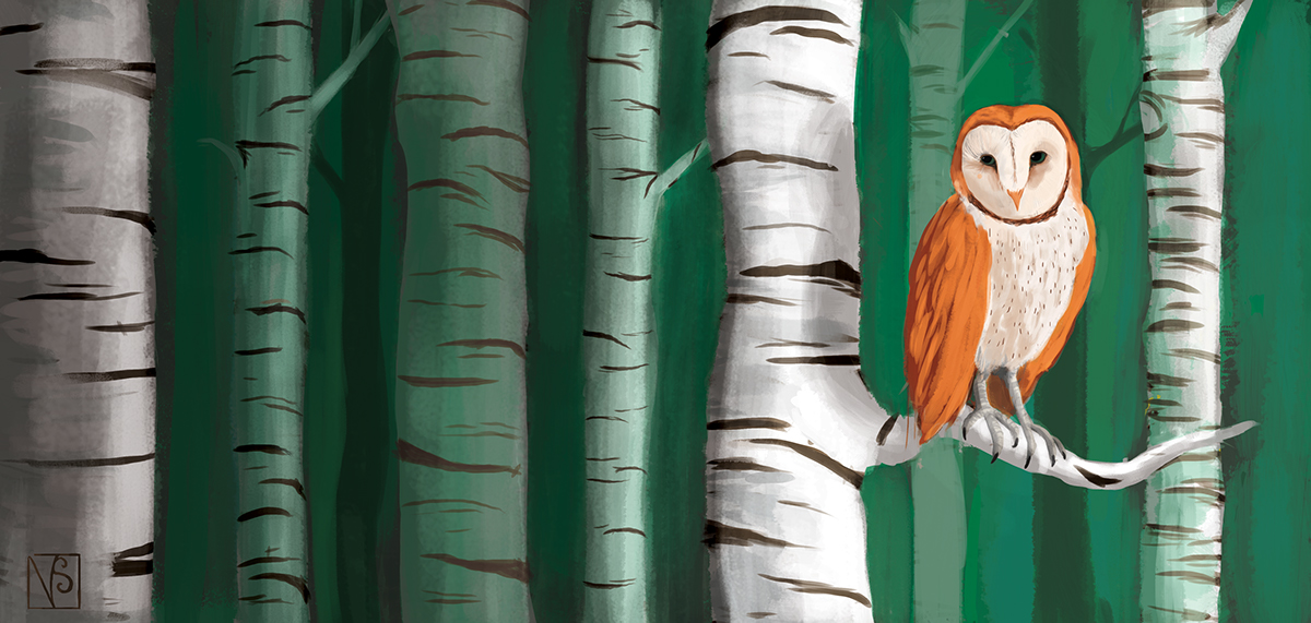 chouette illustration jeunesse forêt orange animaux
