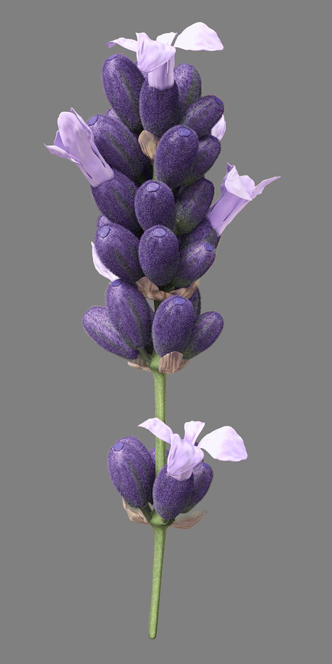clorox art lavender lemon fresh scent 3D Icon