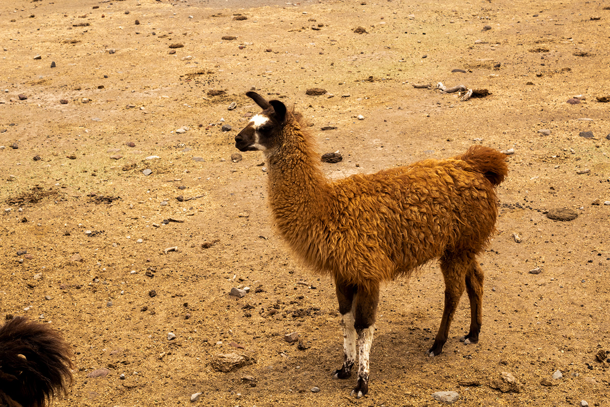 Alpacas avestruz camellos cebras hervivoros jirafas Llamas