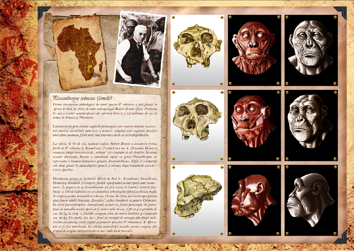 evolution human. Lineage exhibit neanderthal homo