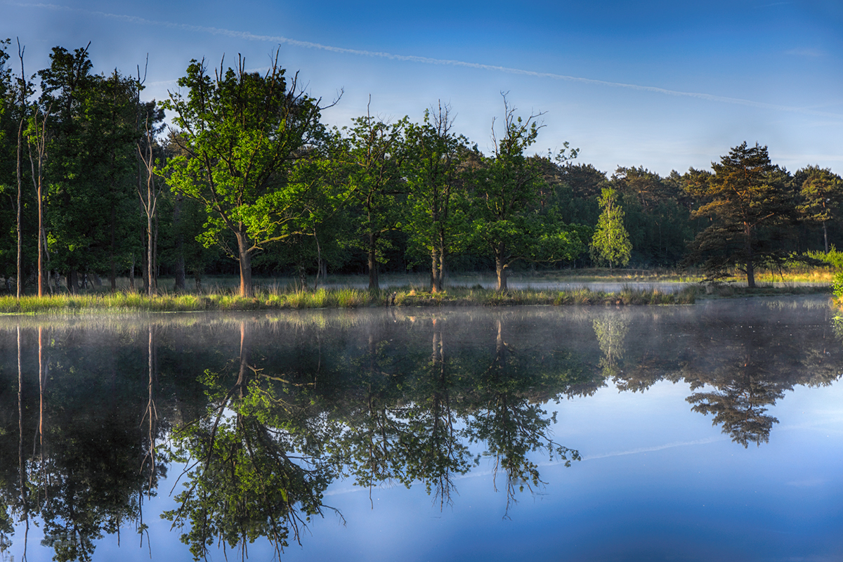 Nature Kortenhoef lake reflection Tree  trees