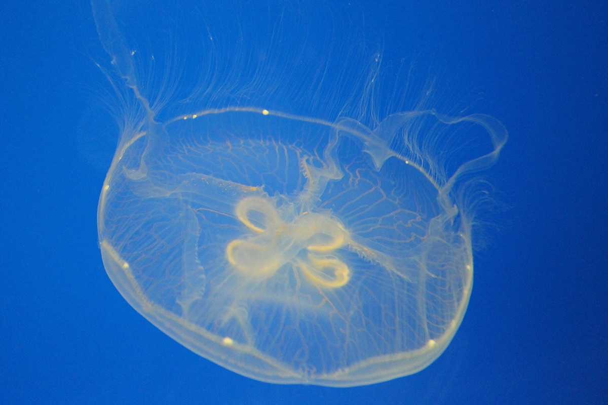 jellyfish chicago Shedd Aquarium