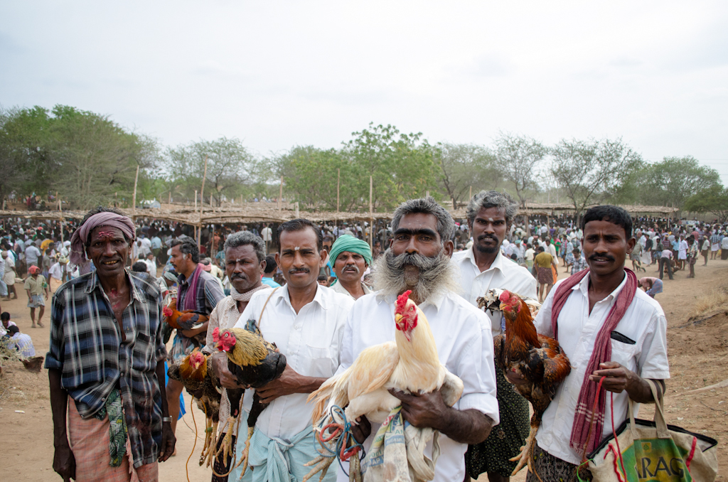 savakattu sevalkattu Rooster rooster fight tamil culture tradition pongal festival Incredible India India Festivals of India KARTHIKN