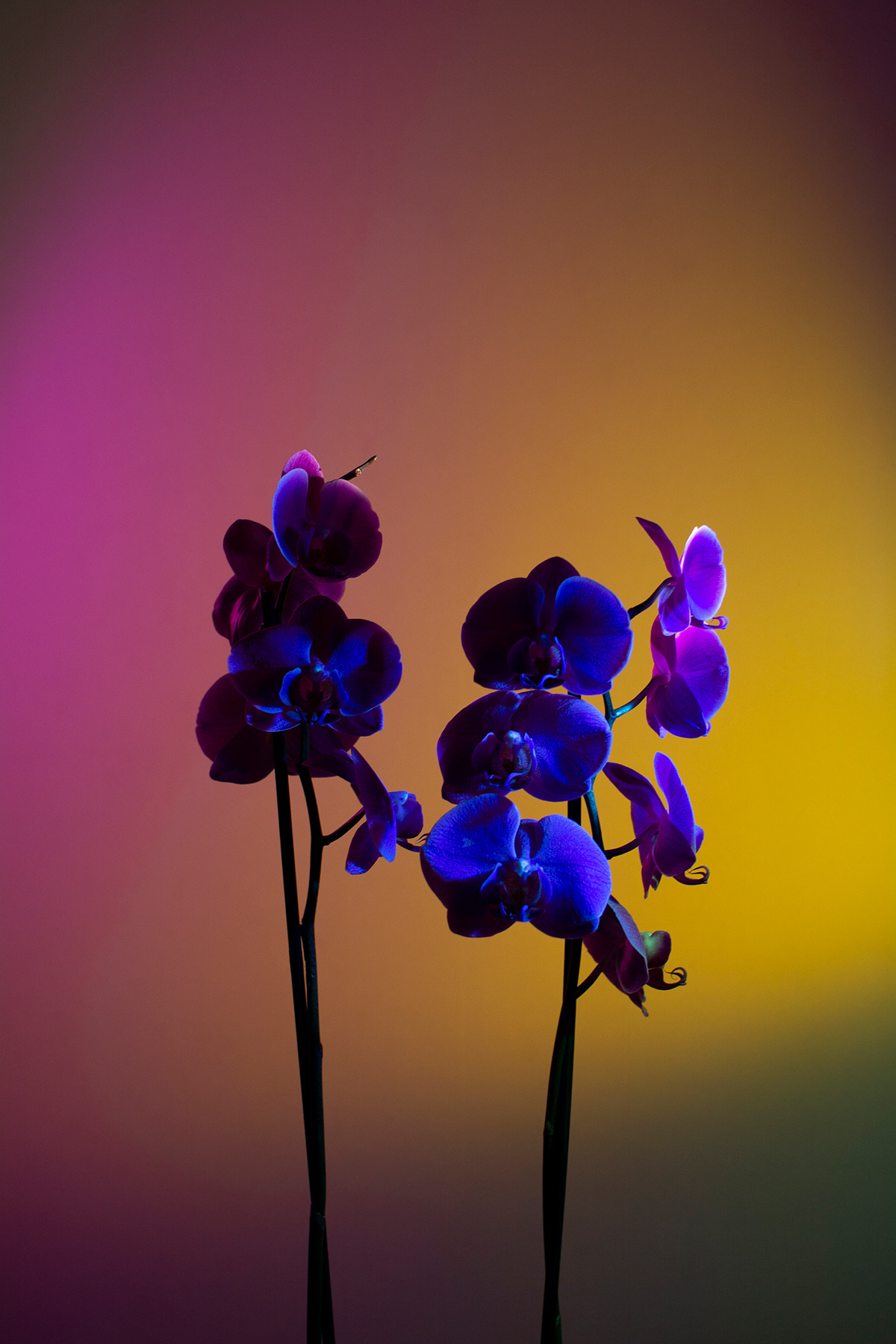 color flower light orchid Plant