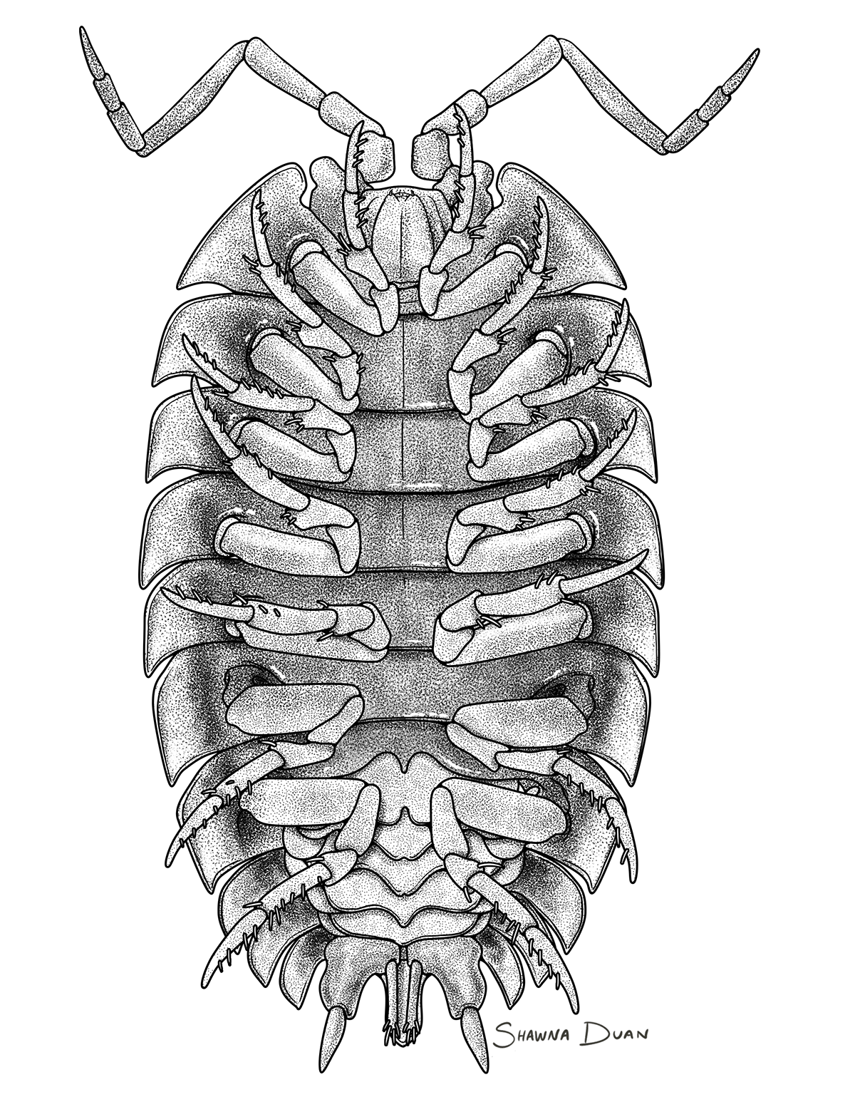 black and white anatomical illustration of the ventral side of a terrestrial isopod