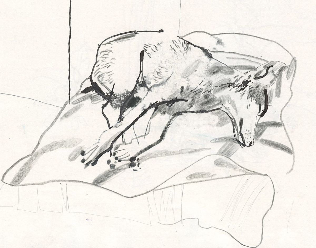 dogs petportraits animalportraits sleepingdog portraits pets animals animalart pencil sketchbook