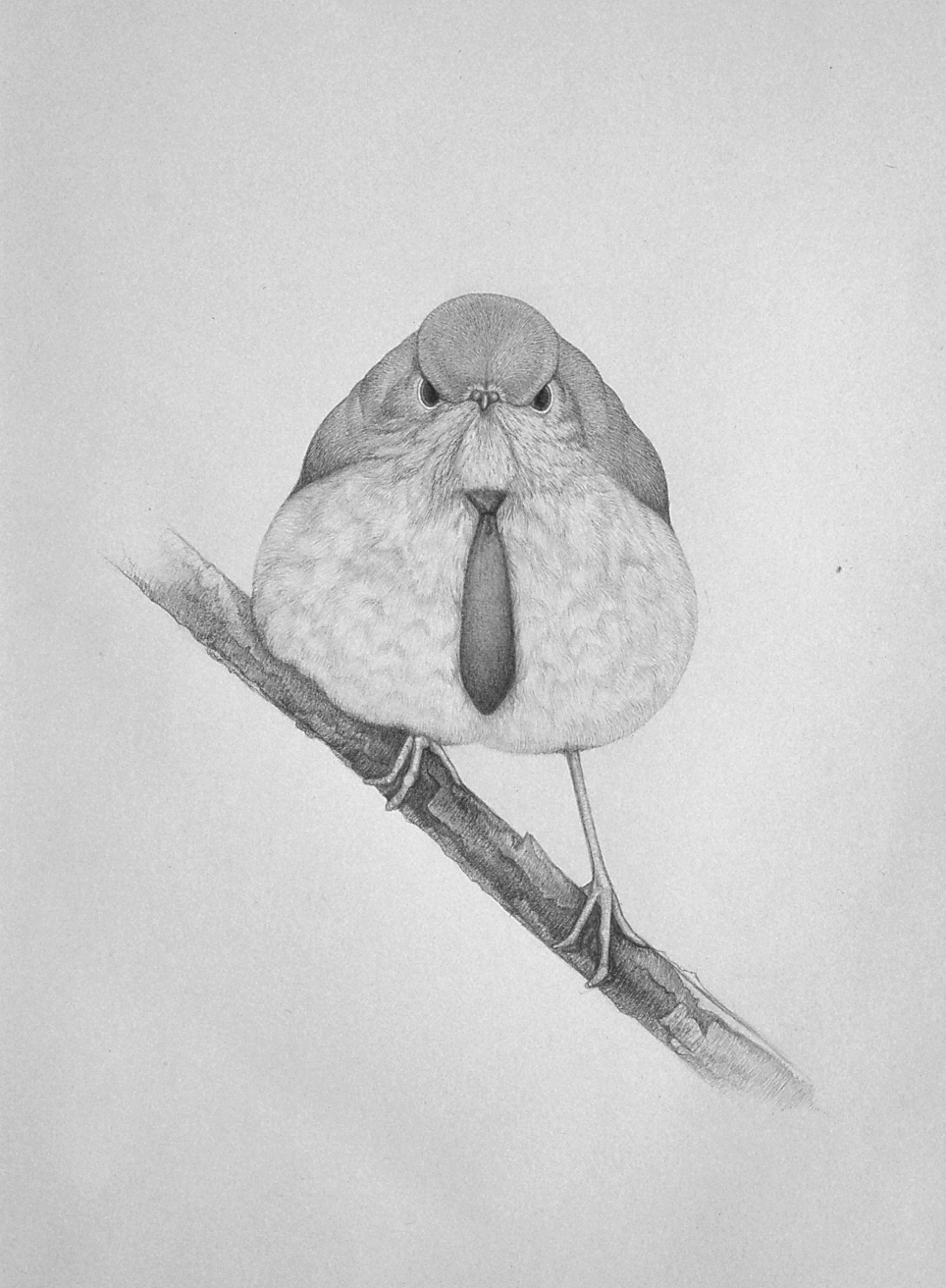 Pencil illustration bird