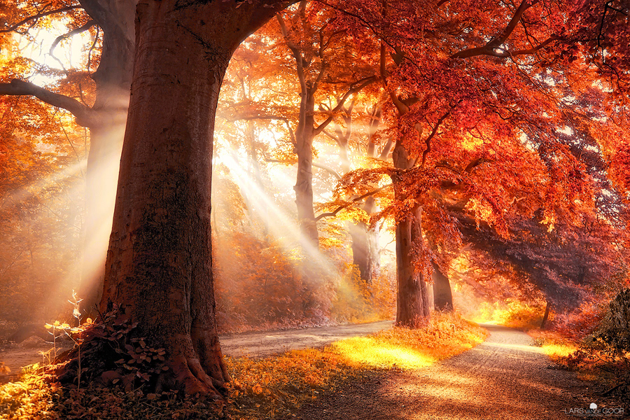 Nature Landscape Fall autumn sun rays Magical colors sunbeams
