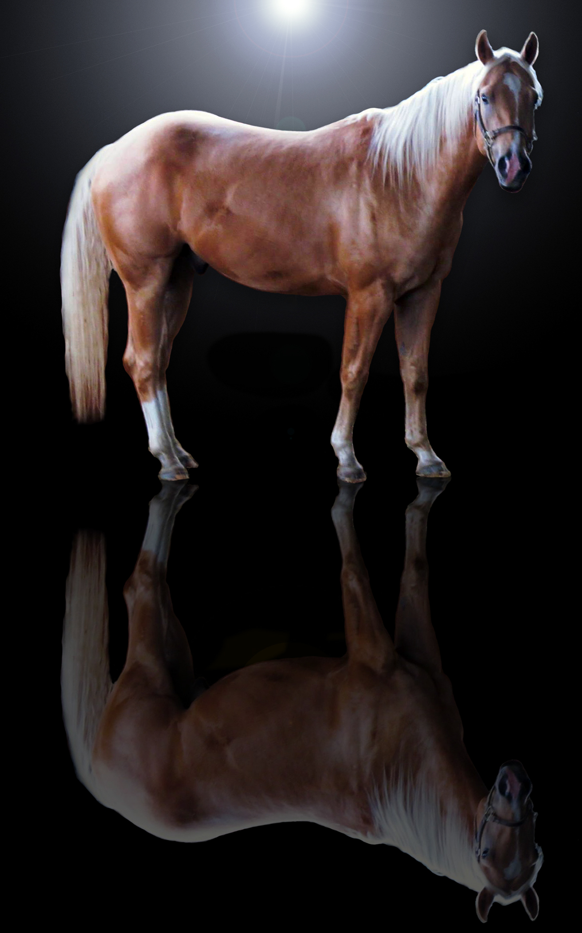 aqha equine quarterhorse horse reflection
