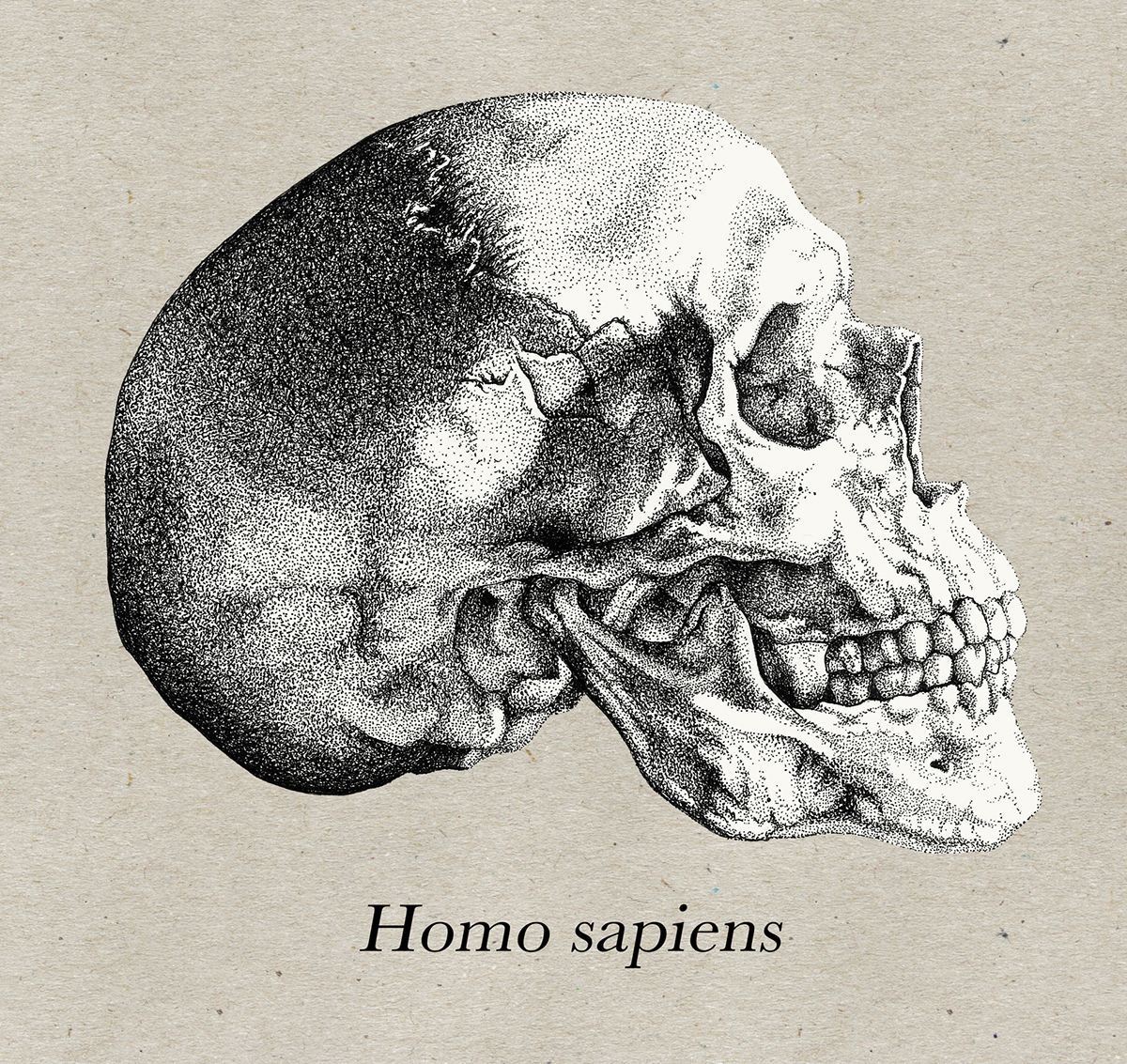 skull comparative study scientific illustration ink human skull chimpanzee Pointillism Darwin's Spot