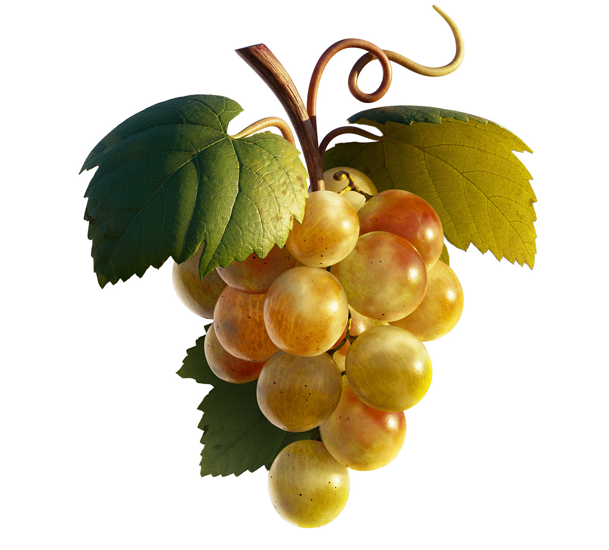 grape wine vine animation  ILLUSTRATION  CGI conceptart retouch map Creative Direction 