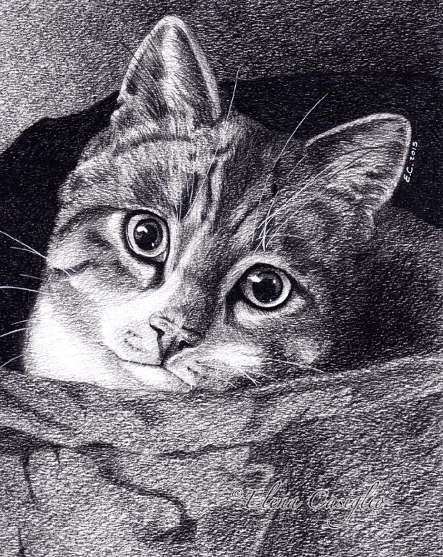 Pet portrait of a cat in black and white. Charcoal and graphite, Elena Casiglio