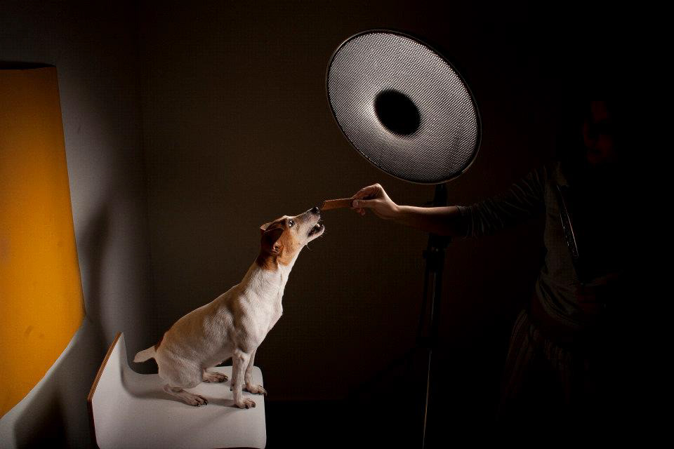 profoto lighting animal dog realistic HDR acute john magas