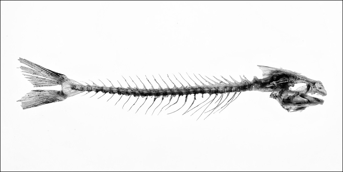 fish bones Fishbones portraits White skeleton tooth art artphotography FINEART wild black and white