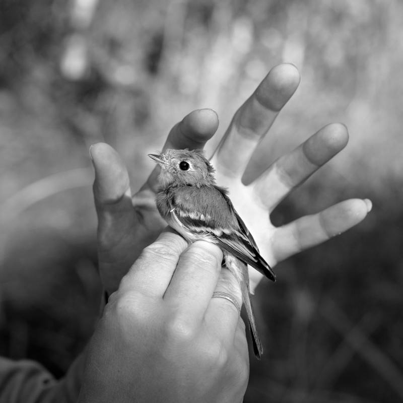 fine art birds bird Bird In Hand Nature silence