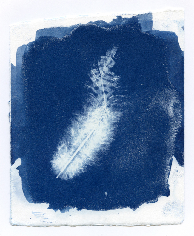 cyanotype Photogram expose chemistry feathers light soft blue White textures falling floating