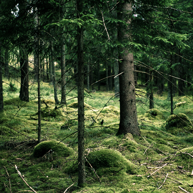 forest Skog wald schweden Småland Sweden Nature wood Tree  Bäume nadeln